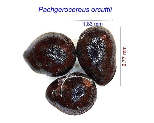 بذر Pachgerocereus orcuttii