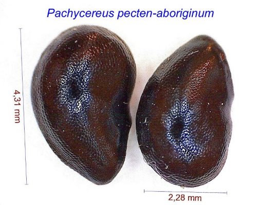 بذر Pachycereus pecten-aboriginum