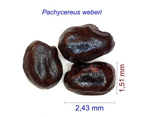 بذر Pachycereus weberi