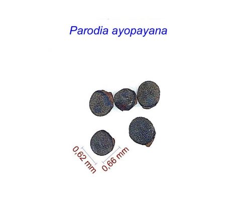 بذر Parodia ayopayana