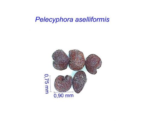 بذر پلسیفورا آسلیفورمیس