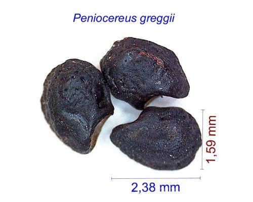 بذر Peniocereus greggii