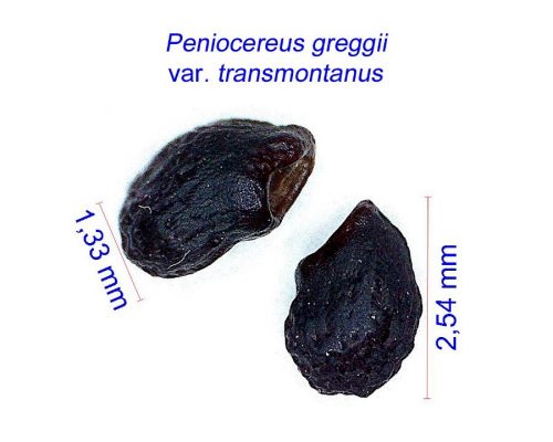 بذر Peniocereus greggii transmontanus