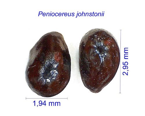 بذر Peniocereus johnstonii