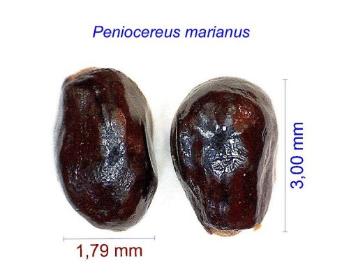 بذر Peniocereus marianus SB
