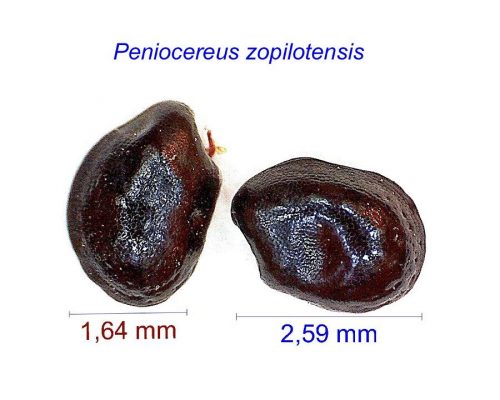بذر Peniocereus zopilotensis