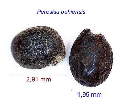 بذر Pereskia bahiensis