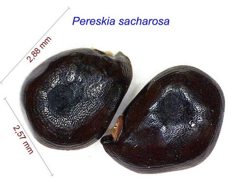 بذر Pereskia sacharosa