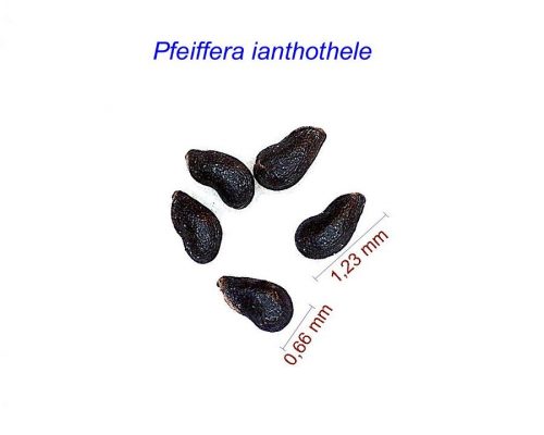 بذر Pfeiffera ianthothele