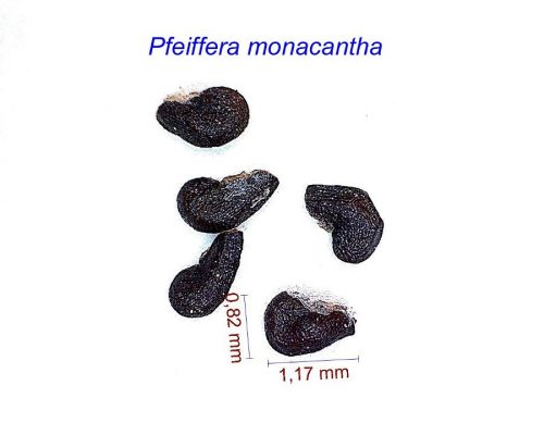 بذر Pfeiffera monacantha