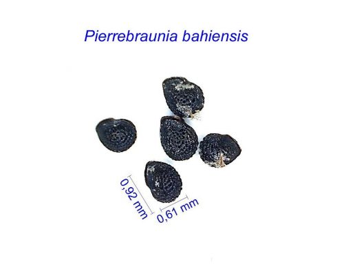 بذر Pierrebraunia bahiensis