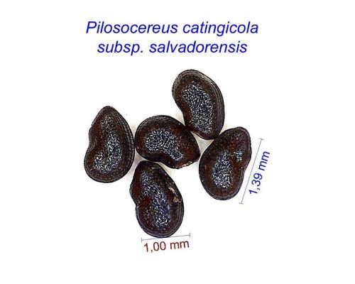 بذر Pilosocereus catingicola