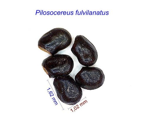 بذر Pilosocereus fulvilanatus