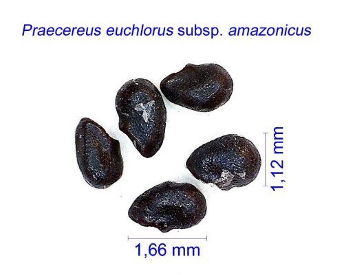 بذر Praecereus euchlorus amazonicus