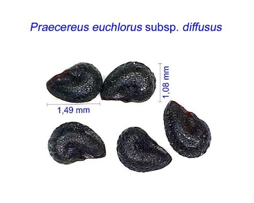 بذر Praecereus euchlorus diffusus