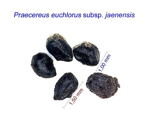 بذر Praecereus euchlorus jaenensis