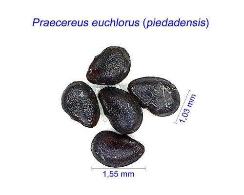 بذر Praecereus euchlorus