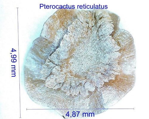 بذر Pterocactus reticulatus