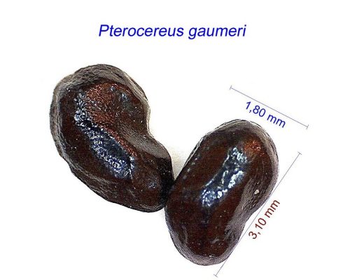 بذر Pterocereus gaumeri
