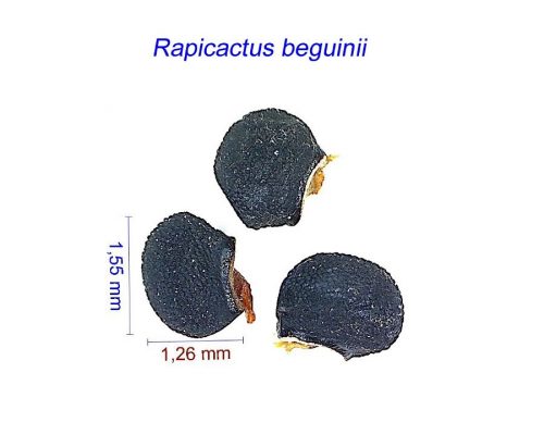 بذر Rapicactus beguinii