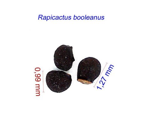 بذر Rapicactus booleanus