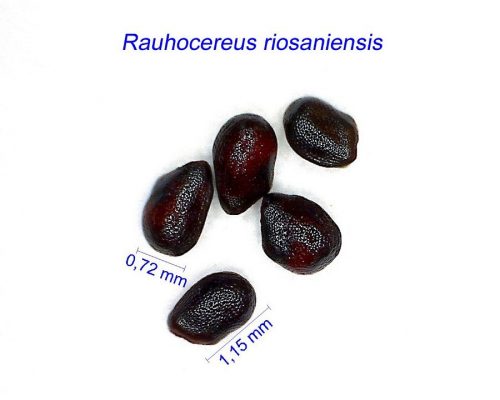 بذر Rauhocereus riosaniensis