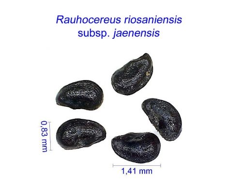 بذر Rauhocereus riosaniensis jaenensis