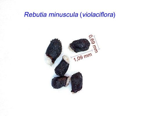 بذر Rebutia minuscula violaciflora