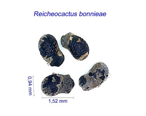 بذر Reicheocactus bonnieae