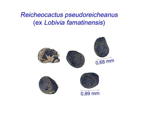 بذر Reicheocactus pseudoreicheanus famatinensis