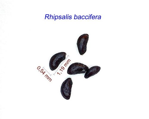 بذر Rhipsalis baccifera