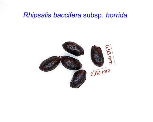 بذر Rhipsalis baccifera ssp. horrida