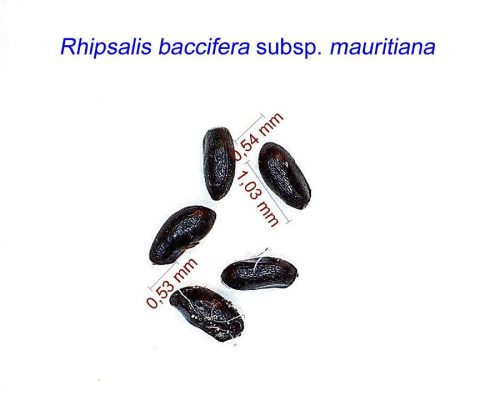 بذر Rhipsalis baccifera ssp. mauritiana