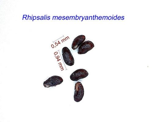 بذر Rhipsalis mesembranthemoides