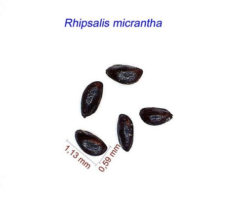 بذر Rhipsalis micrantha