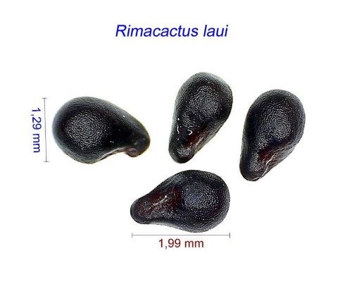 بذر Rimacactus laui