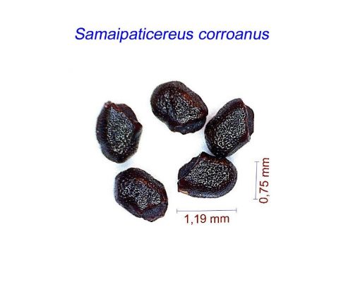 بذر Samaipaticereus corroanus
