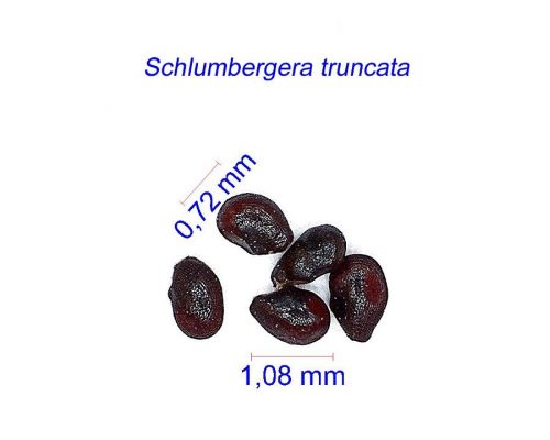 بذر Schlumbergera truncata graines