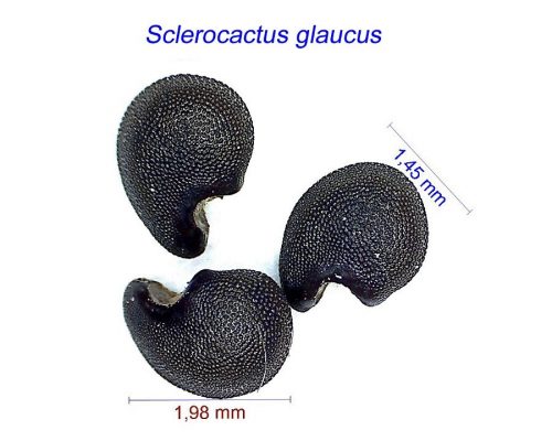 بذر Sclerocactus glaucus