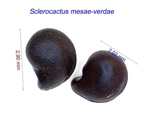 بذر Sclerocactus mesae-verdae ex Coloradoa