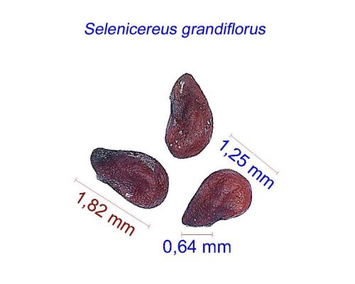 بذر Selenicereus grandiflorus