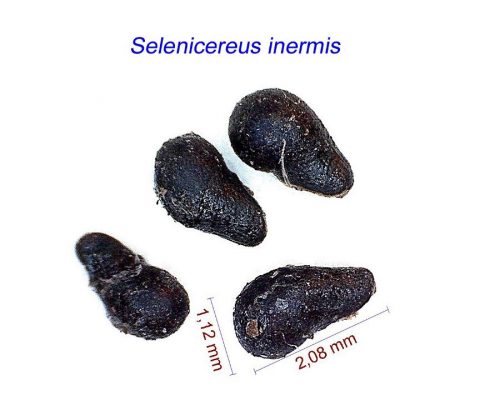 بذر Selenicereus inermis