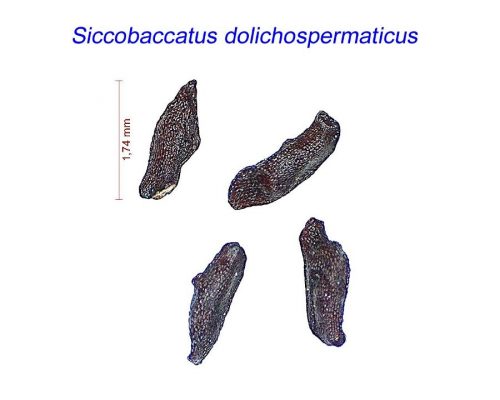 بذر Siccobaccatus dolichospermaticus
