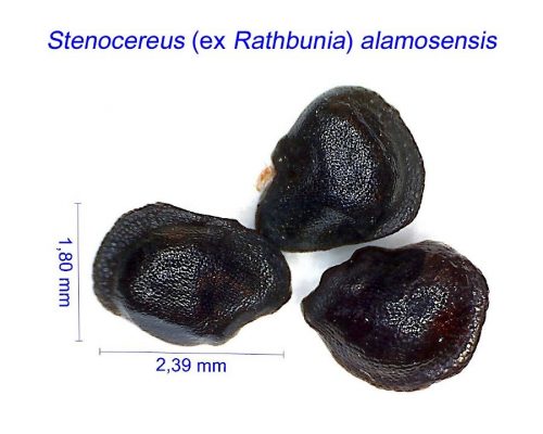 بذر Stenocereus alamosensis
