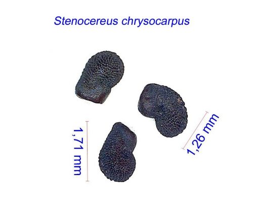 بذر Stenocereus chrysocarpus