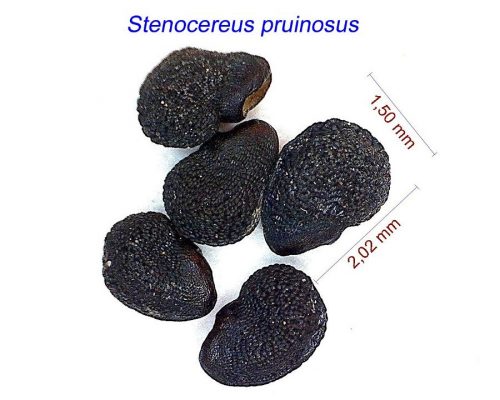 بذر Stenocereus pruinosus