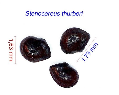 بذر Stenocereus thurberi graines