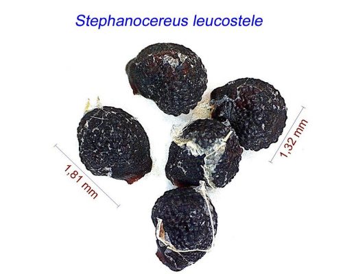 بذر Stephanocereus leucostele