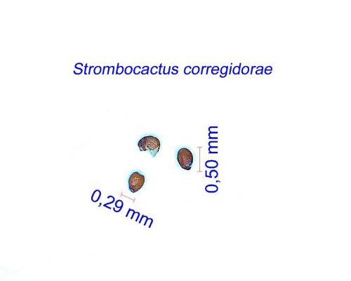 بذر Strombocactus corregidorae