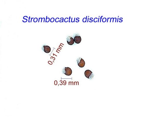 بذر Strombocactus disciformis